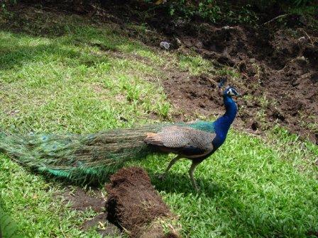 zoo peacock Hilo